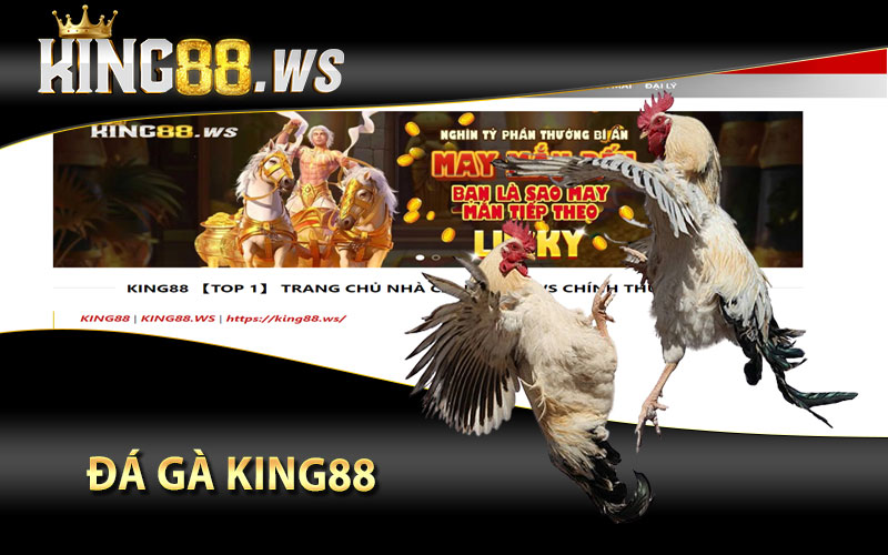 Đá gà king88